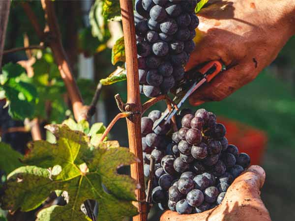 Piedmont_Langhe_Food_Nebbiolo_Grapes_Harvest