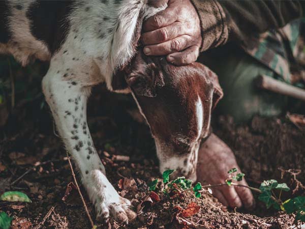 Piedmont_Langhe_Food_truffle_hunt_dog_culture